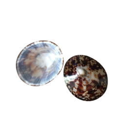 COQUILLAGES ALLAITEMENT TAILLE L - BABY SHELL
